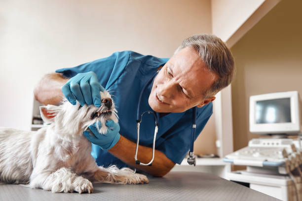 Best After-Hours Emergency Dentist in Chester, IL